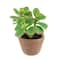 6.5" Jade Plant in Terra Cotta Pot by Ashland®